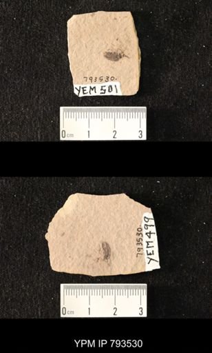 undet. Hexapoda