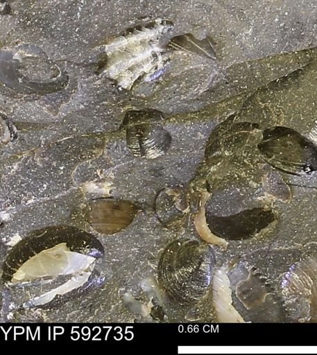 undet. Bivalvia