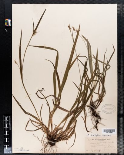 Carex hirtifolia