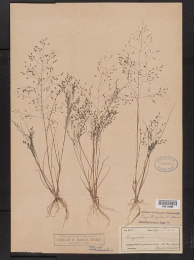 Eragrostis pilosa