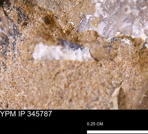 undet. Mollusca