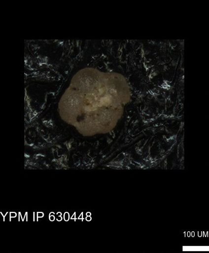undet. Rugoglobigerinidae