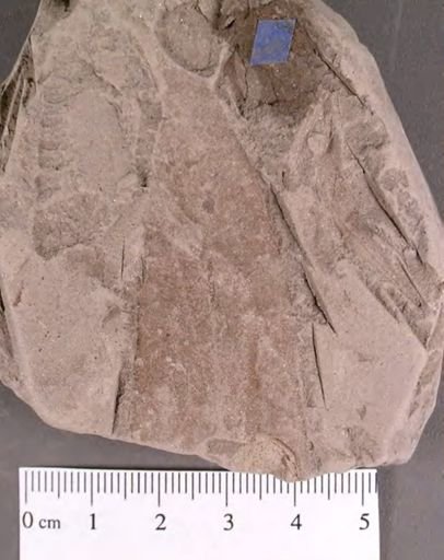 Proteoides daphnogenoides