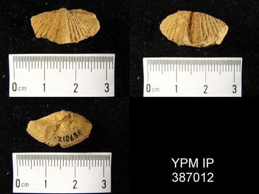 Spirifer concinnus