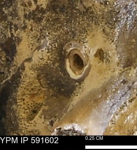 Serpulidae