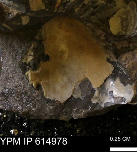 Baculites sp.