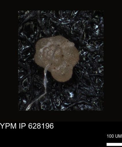 undet. Foraminiferida