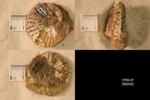 Discoscaphites?