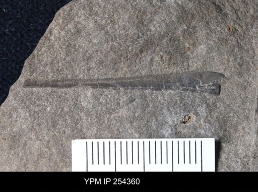 Eurypterus sp.