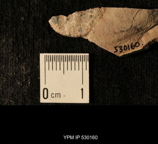 Elrathia kingi