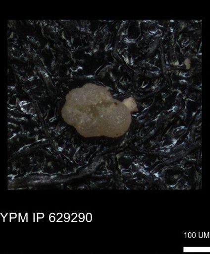 undet. Rugoglobigerinidae