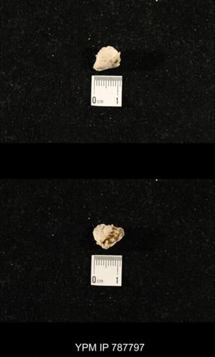 Stenoscisma sp.
