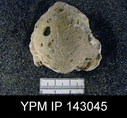 Oldhamina decipiens
