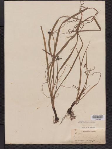 Hypoxis decumbens