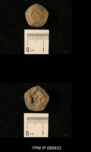 Erisocrinus typus