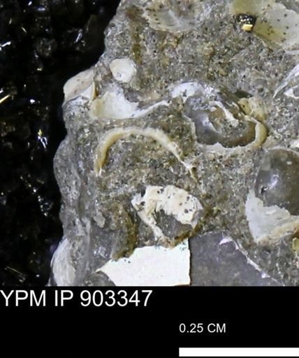 undet. Mollusca