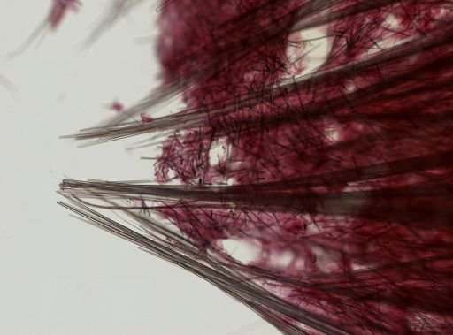 Craniella arb