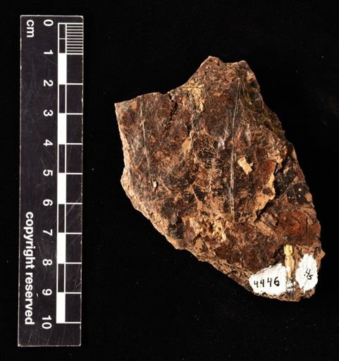 Cnemidaria magna