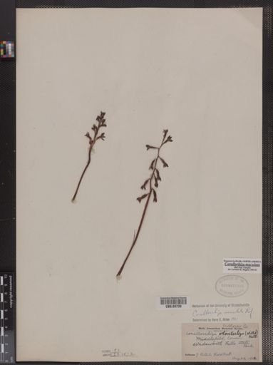 Corallorhiza maculata