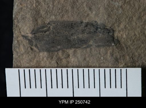 Carcinosomatidae?