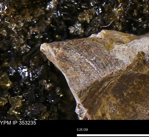Limopsis striatopunctatus
