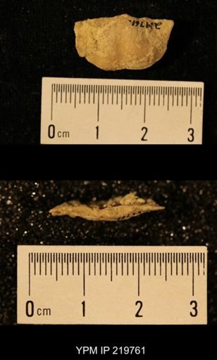 Chonetes granulifer