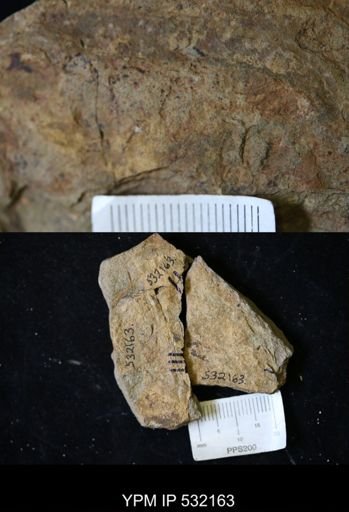 undet. Arthropoda