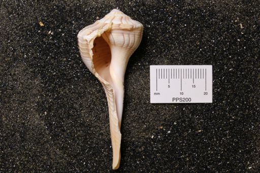 Sinistrofulgur perversum