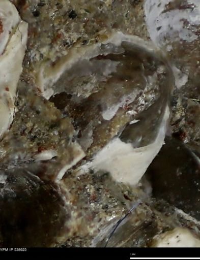 Corbulamella gregaria