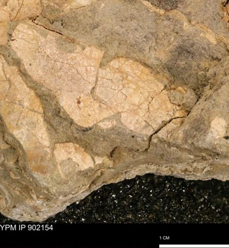 undet. Inoceramidae