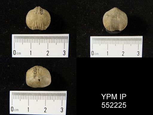 Rhynchonella wilsoni
