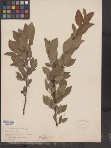Prunus maritima