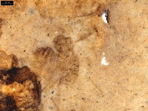 undet. Insecta