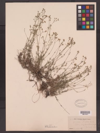 Arenaria stricta