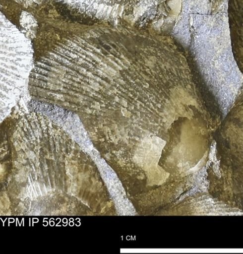 Oxytoma (Hypoxytoma) sp.