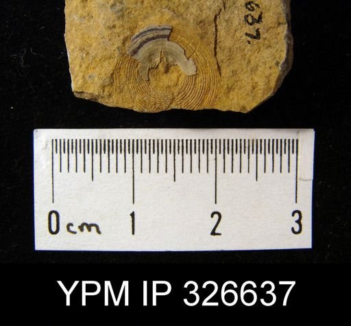 Orbiculoidea?