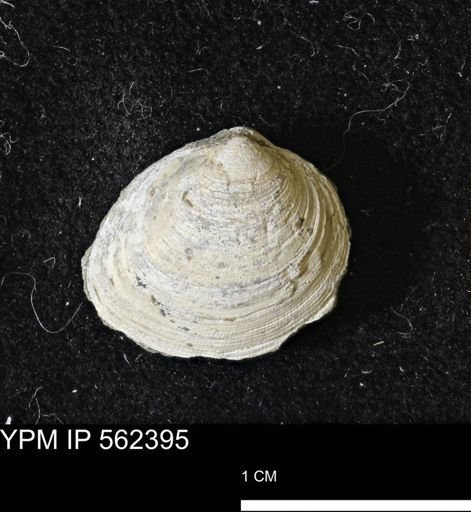 Limopsis striatopunctatus
