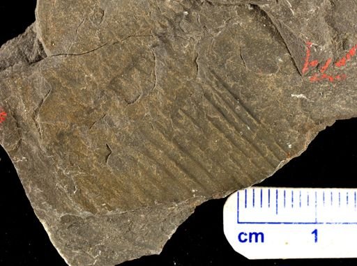 Calamites sp.