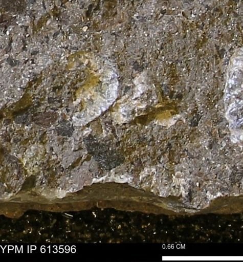 Scaphites sp.