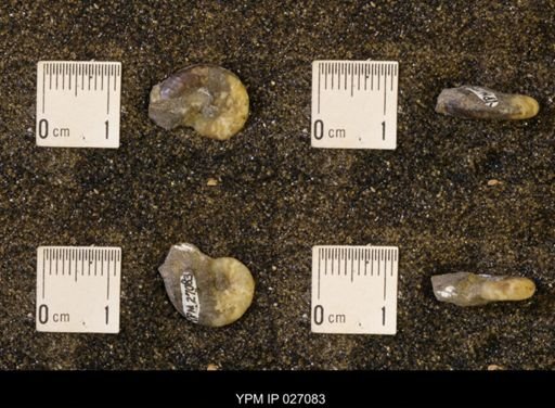 Discoscaphites rossi