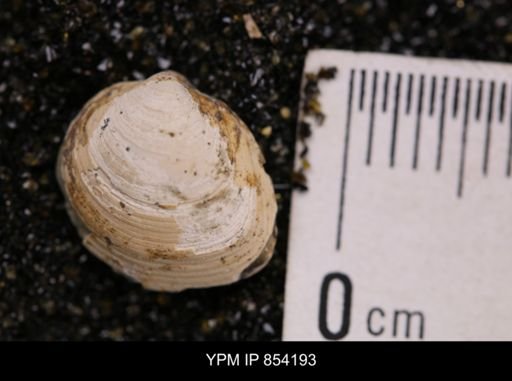 Limopsis striatopunctatus