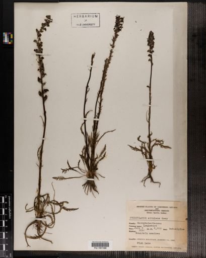 Plantae