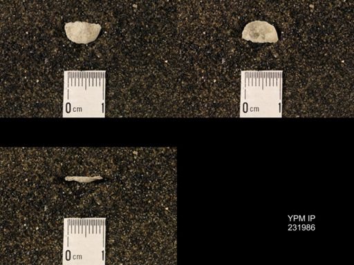 Chonetina flemingi