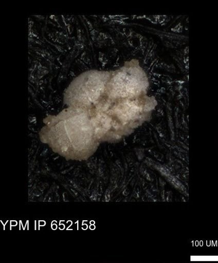 undet. Foraminiferida