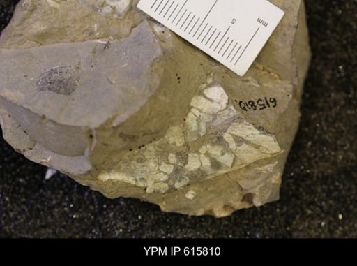Baculites sp.