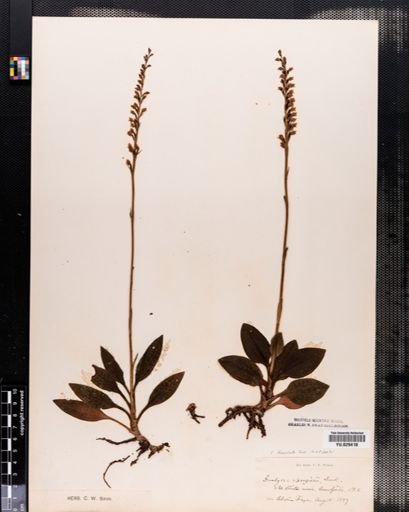 Goodyera tesselata