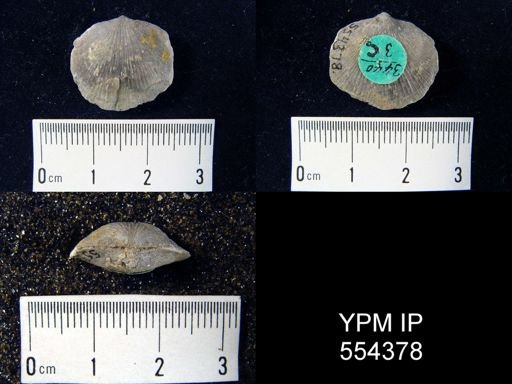 undet. Orthida
