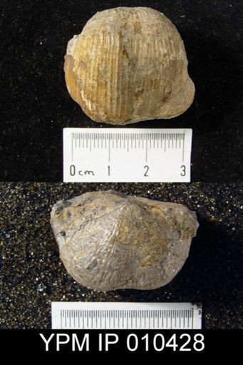 Productus taiyuanfuensis