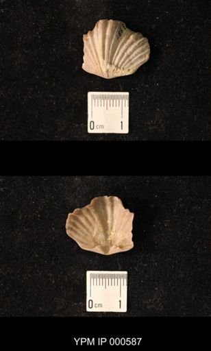 Platystrophia laticosta