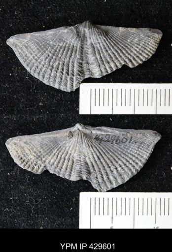 Mucrospirifer thedfordensis